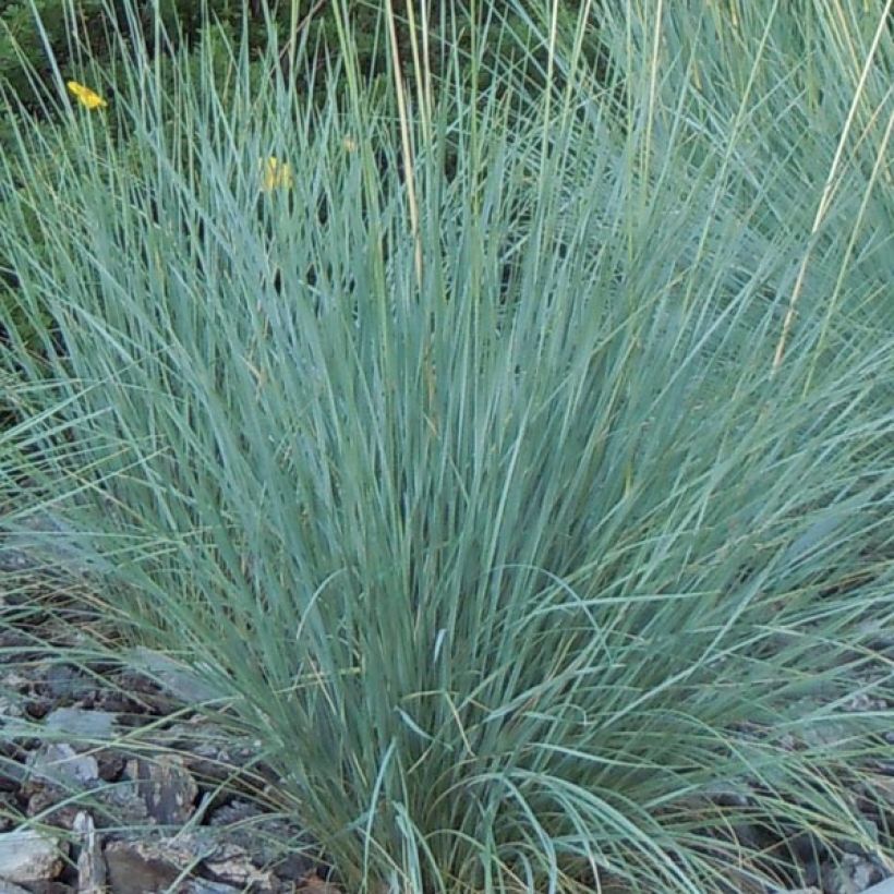 Helictotrichon sempervirens - Avena verdeggiante (Fogliame)