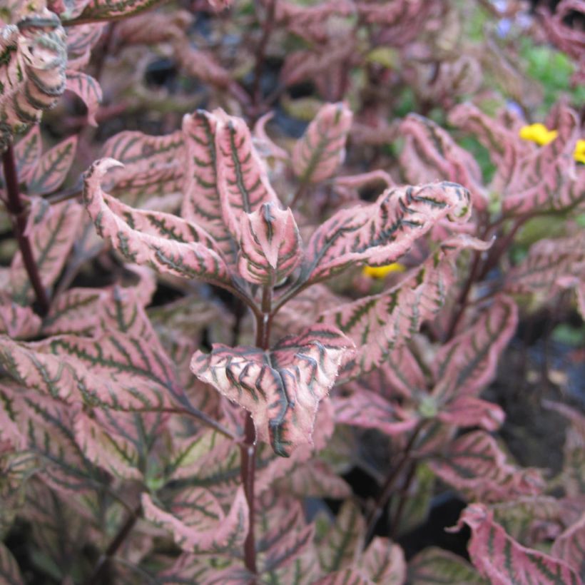 Heliopsis helianthoides var. scabra Summer Pink (Fogliame)