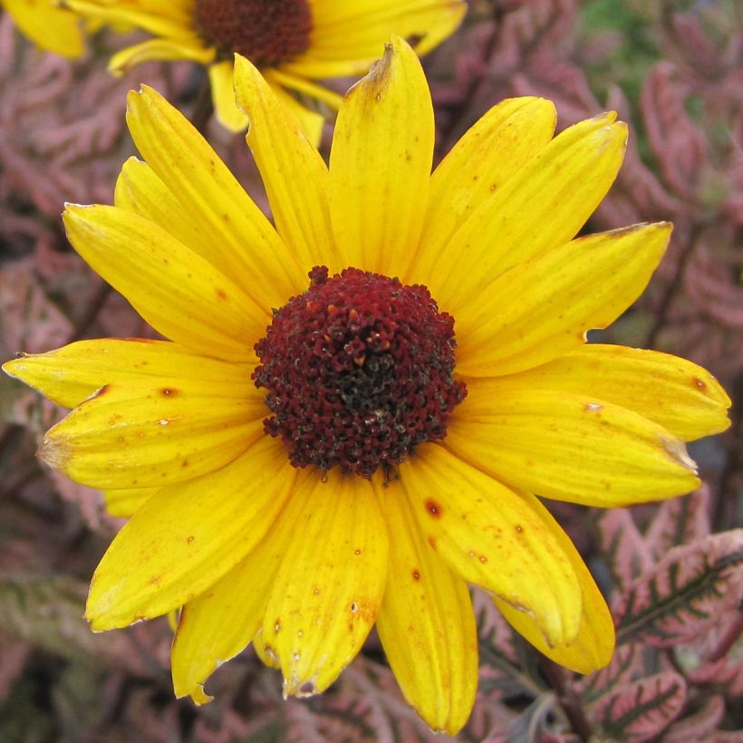 Heliopsis helianthoides var. scabra Summer Pink (Fioritura)