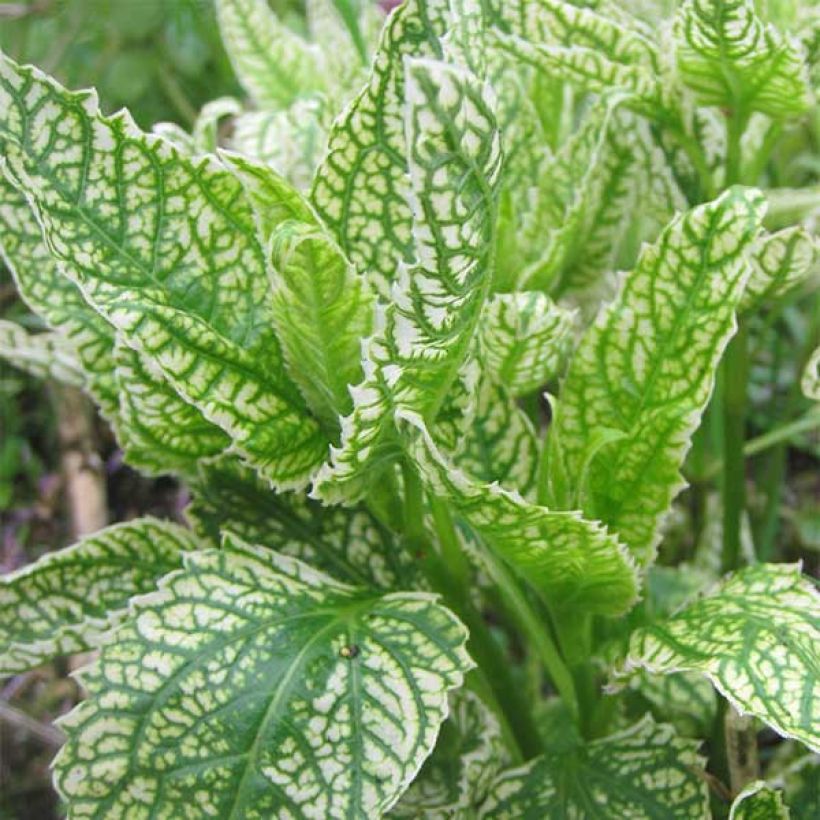 Heliopsis helianthoides Loraine Sunshine (Fogliame)