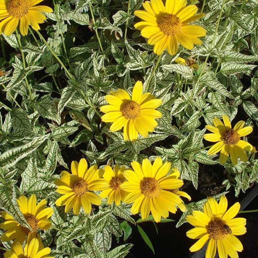 Heliopsis helianthoides Loraine Sunshine (Fioritura)