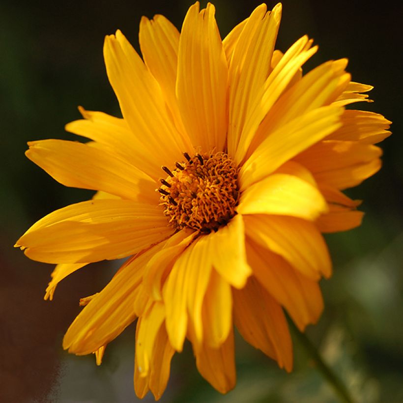 Heliopsis helianthoides var. scabra Summer Sun (Fioritura)