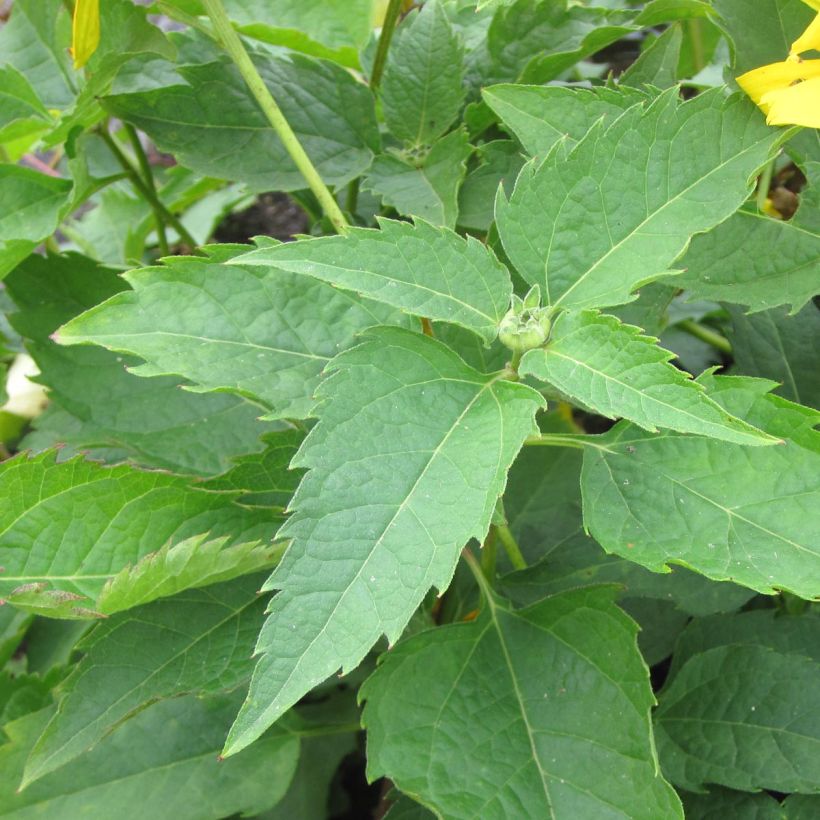 Heliopsis helianthoides Mars (Fogliame)