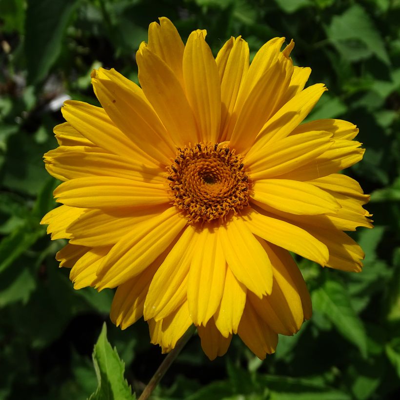 Heliopsis helianthoides Mars (Fioritura)