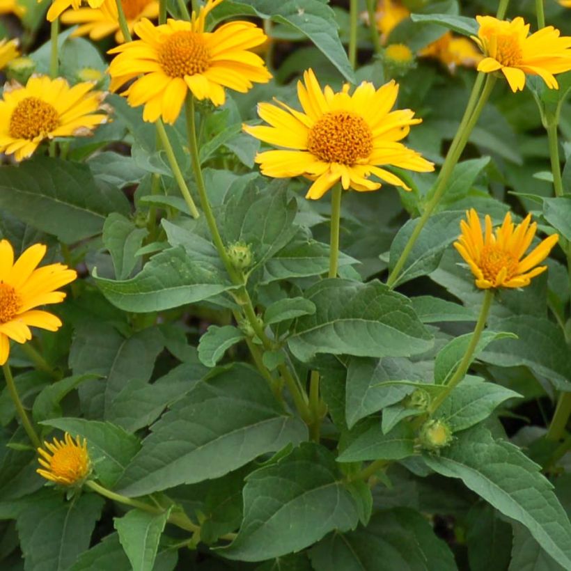 Heliopsis helianthoides Tuscan Sun (Fogliame)