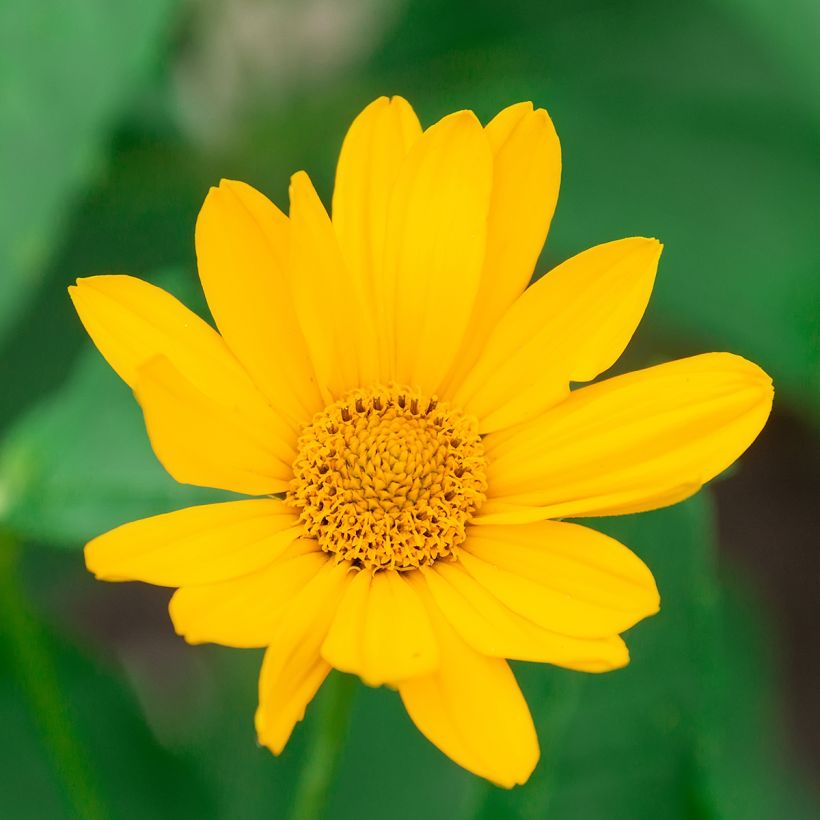 Heliopsis helianthoides Tuscan Sun (Fioritura)