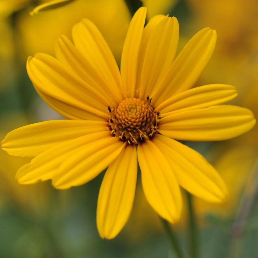 Heliopsis helianthoides var. scabra (Fioritura)