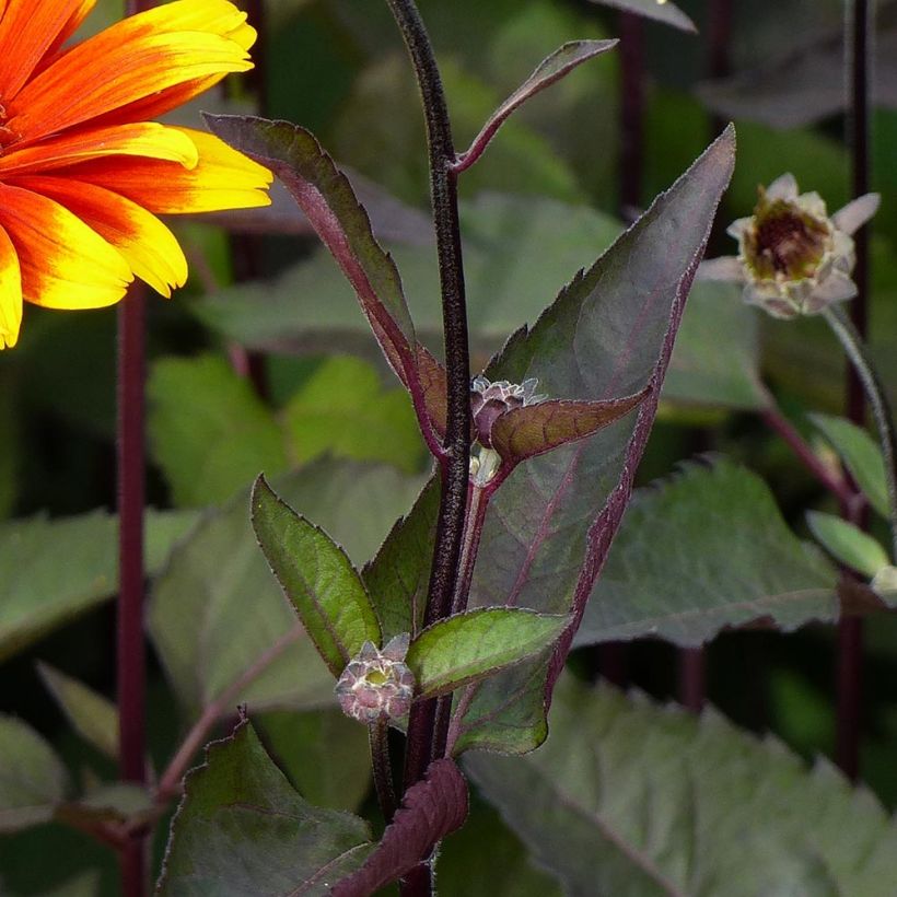 Heliopsis helianthoides var. scabra Burning Hearts (Fogliame)