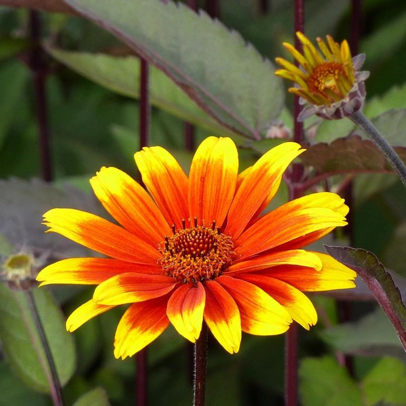 Heliopsis helianthoides var. scabra Burning Hearts (Fioritura)