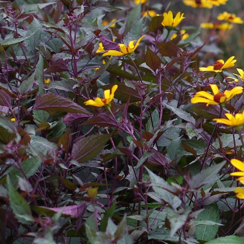 Heliopsis helianthoides var. scabra Summer Nights (Fogliame)