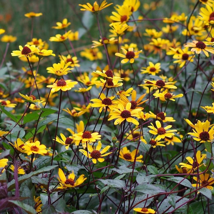 Heliopsis helianthoides var. scabra Summer Nights (Fioritura)