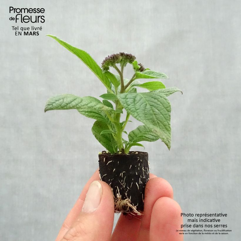 Héliotrope du Pérou Marine - Heliotropium arborescens Mini-motte 4 cm esemplare consegnato in primavera