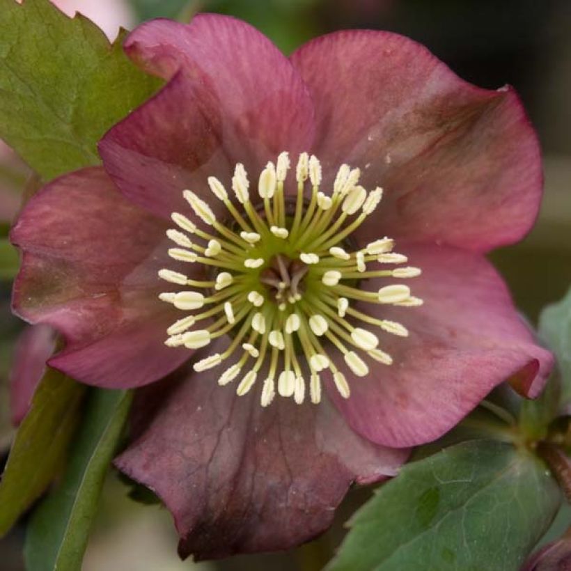 Helleborus Red - Elleboro (Fioritura)