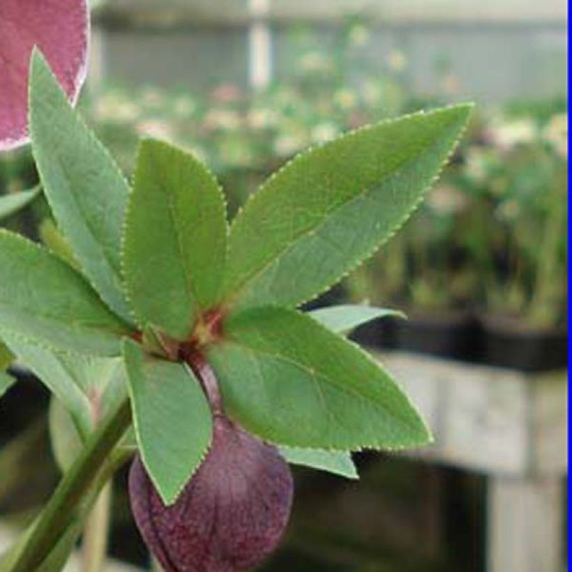 Helleborus Aubergine W/E - Elleboro (Fogliame)