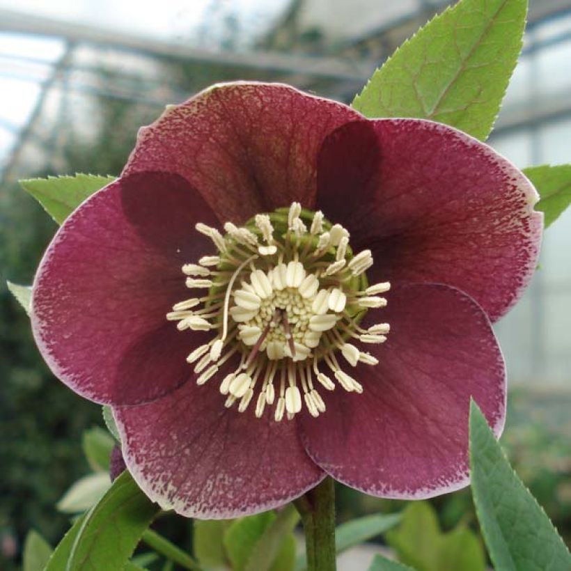 Helleborus Aubergine W/E - Elleboro (Fioritura)