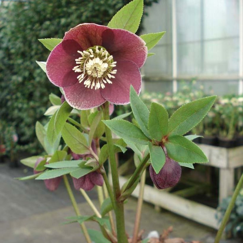 Helleborus Aubergine W/E - Elleboro (Porto)