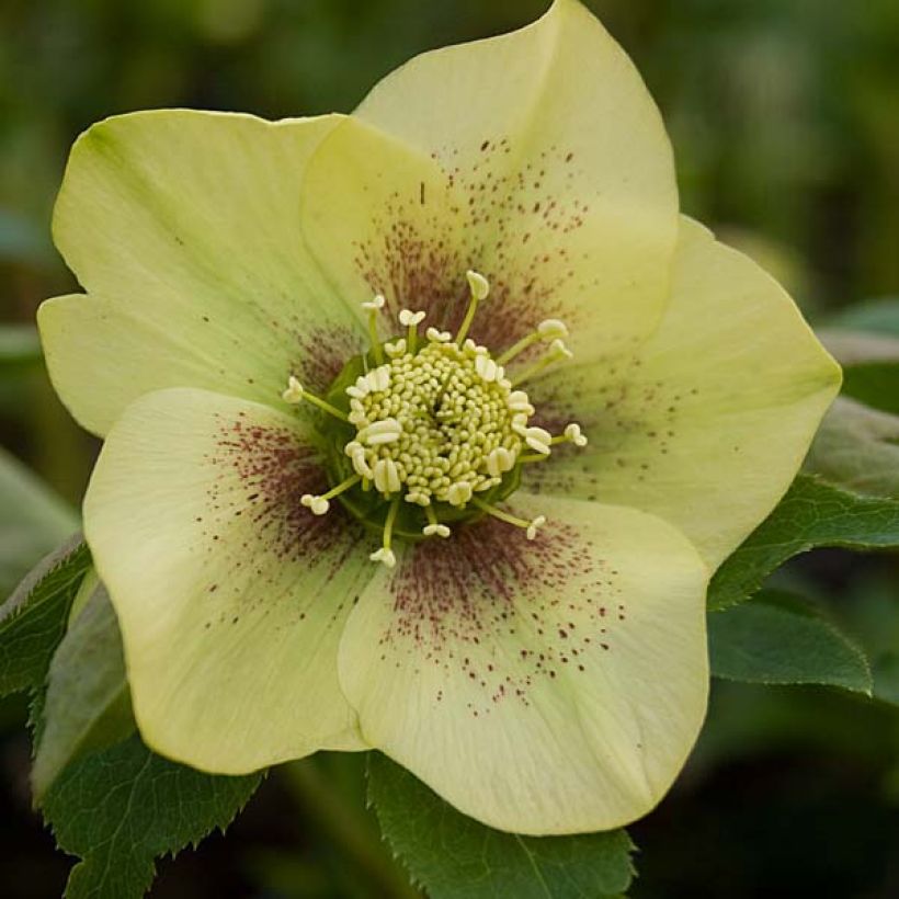 Helleborus Yellow Spotted - Elleboro (Fioritura)