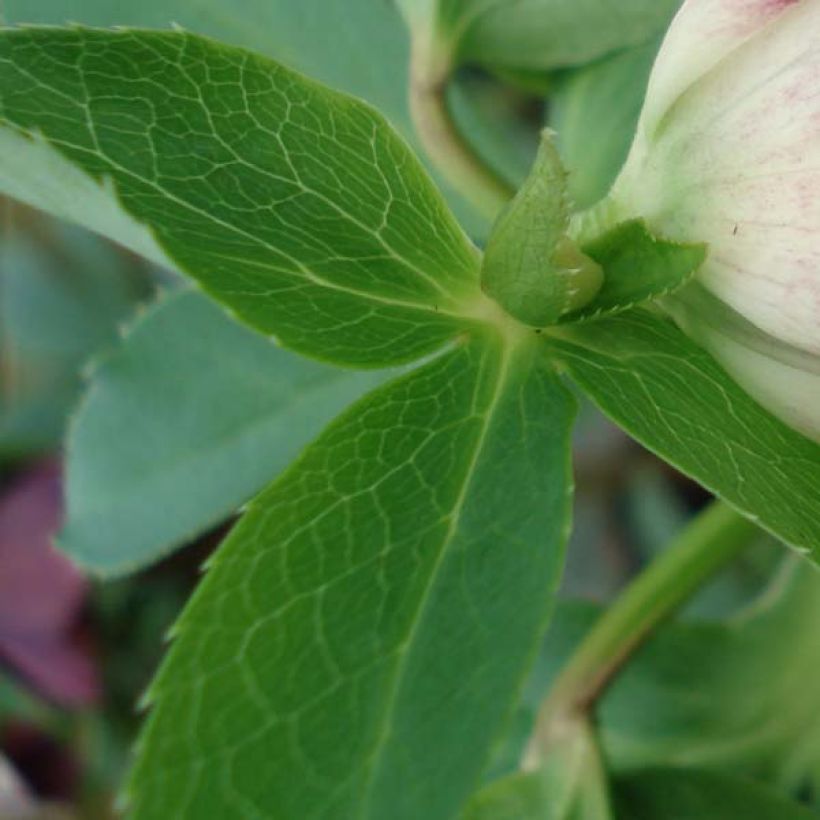 Helleborus hybridus Picotee - Elleboro (Fogliame)