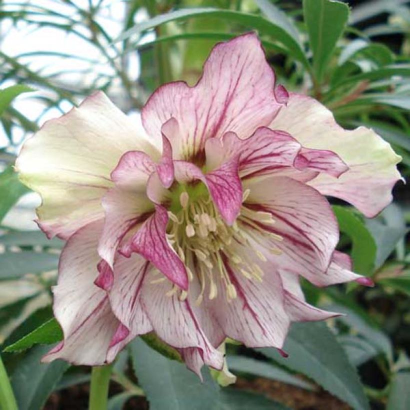 Helleborus Double Picotee - Elleboro (Fioritura)