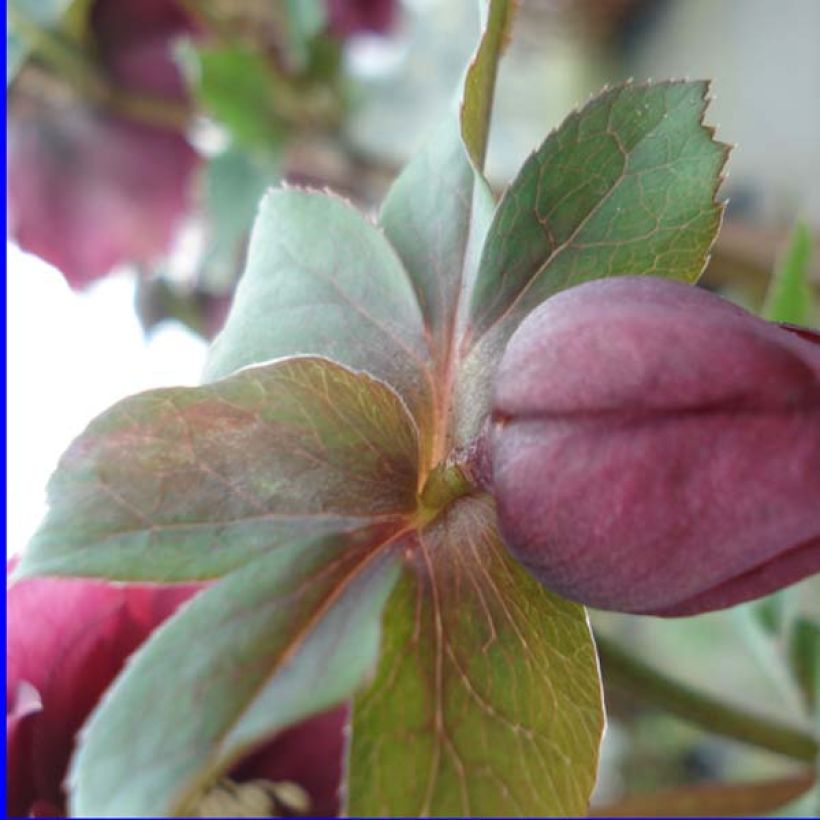 Helleborus Double Red - Elleboro (Fogliame)