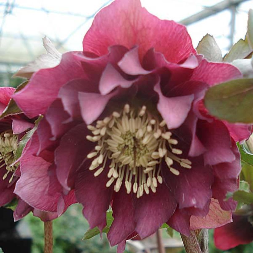 Helleborus Double Red - Elleboro (Fioritura)