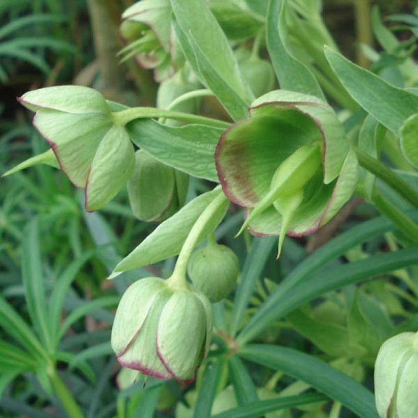 Helleborus foetidus - Elleboro puzzolente (Fioritura)