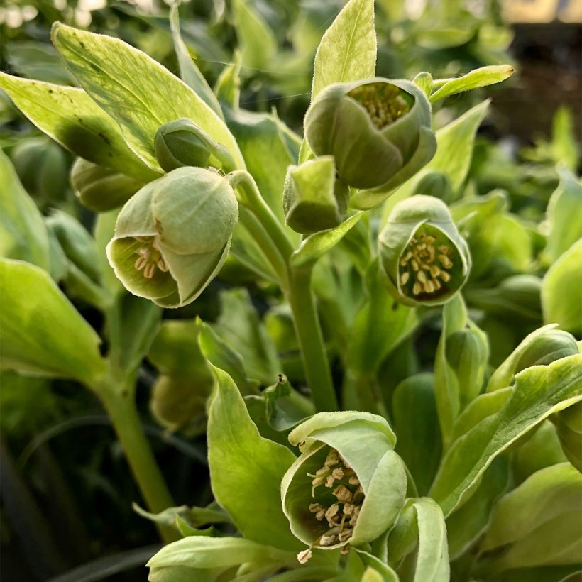 Helleborus foetidus Bowles Form - Elleboro puzzolente (Fioritura)