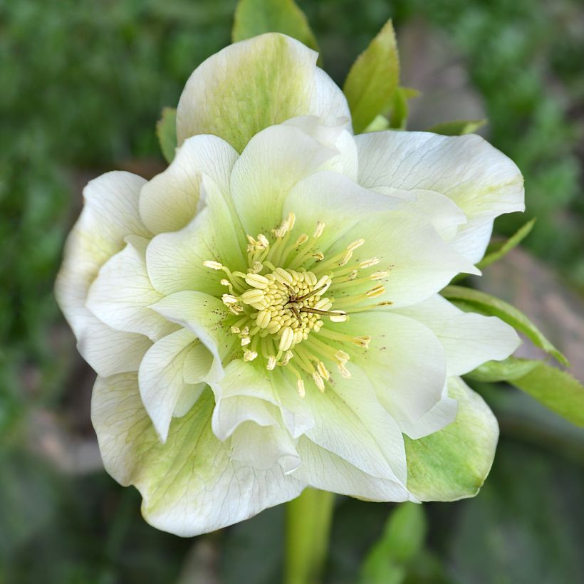 Helleborus Mrs Betty Ranicar - Elleboro (Fioritura)