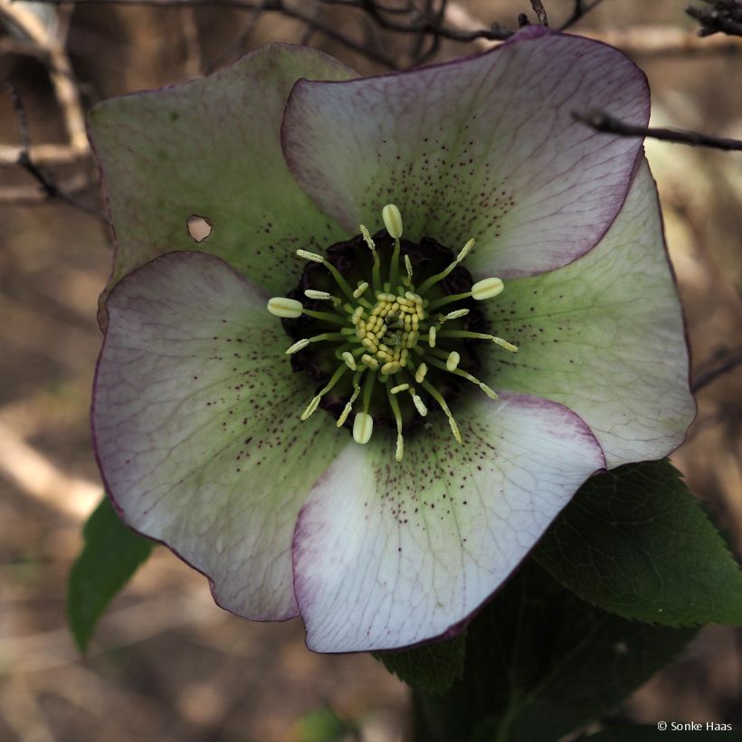 Helleborus hybridus Picotee - Elleboro (Fioritura)