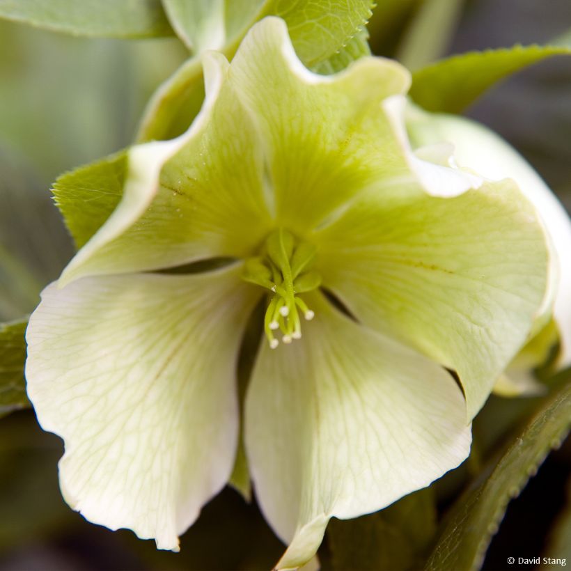 Helleborus Yellow Lady - Elleboro (Fioritura)