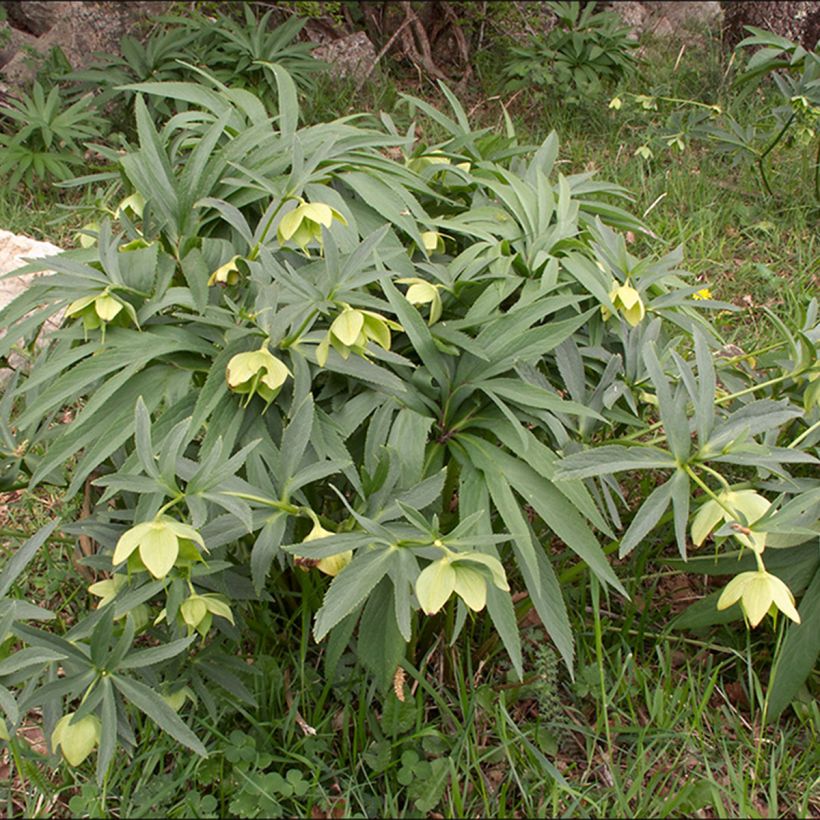 Helleborus multifidus - Elleboro (Porto)