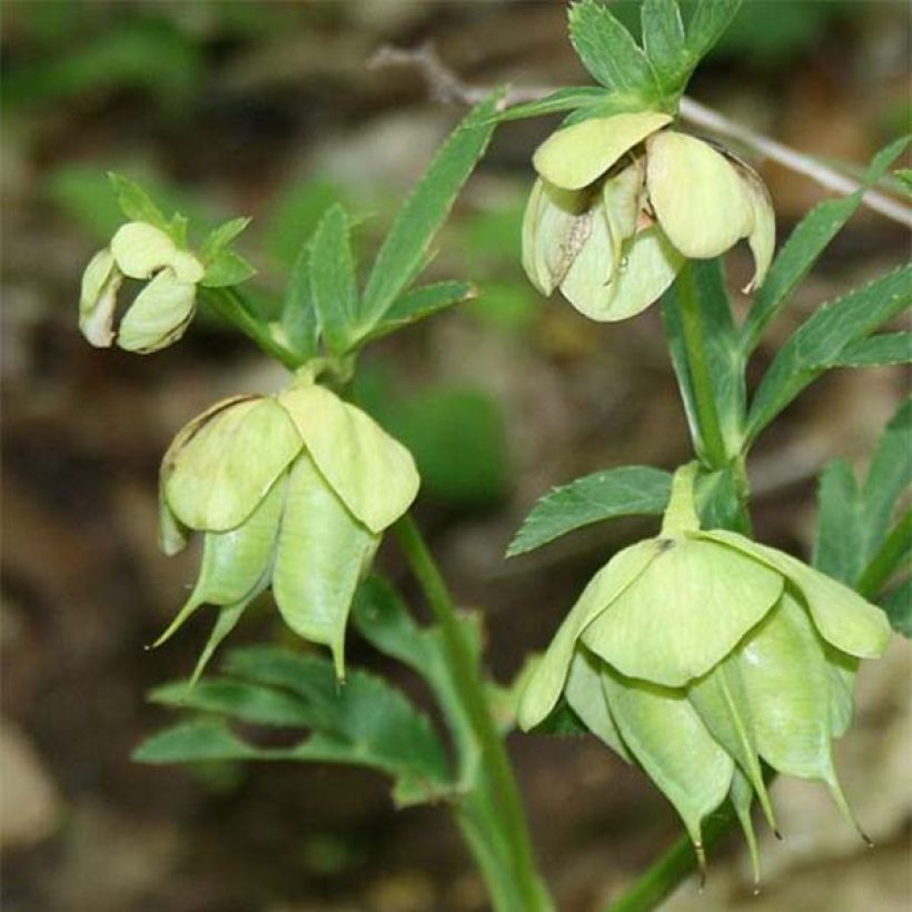 Helleborus multifidus ssp. bocconei - Elleboro (Fioritura)