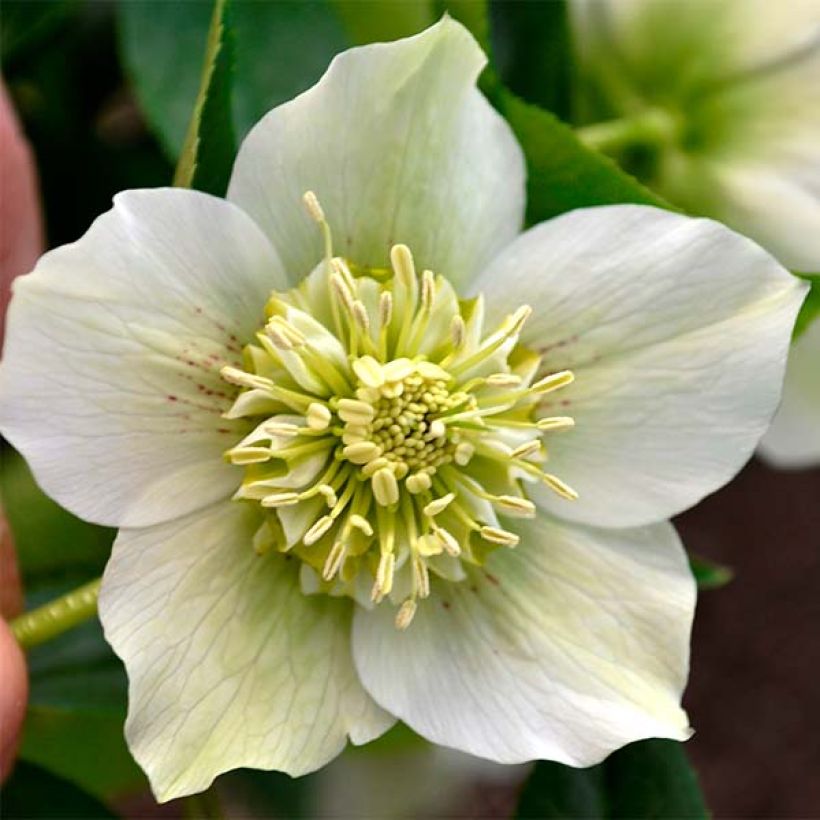 Helleborus Anemone White - Elleboro (Fioritura)