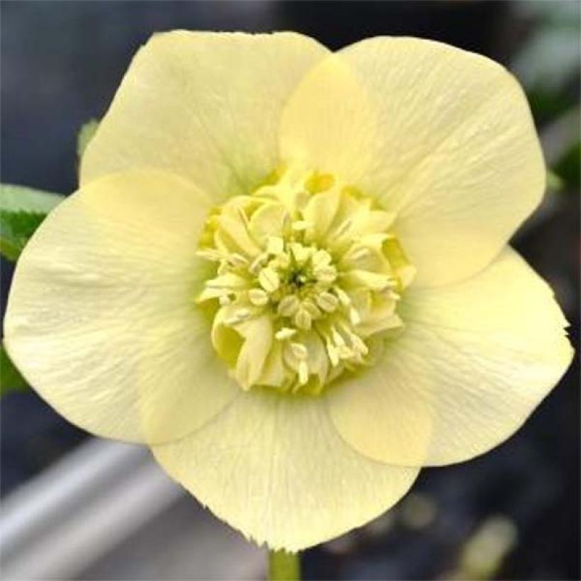 Helleborus Anemone Yellow - Elleboro (Fioritura)