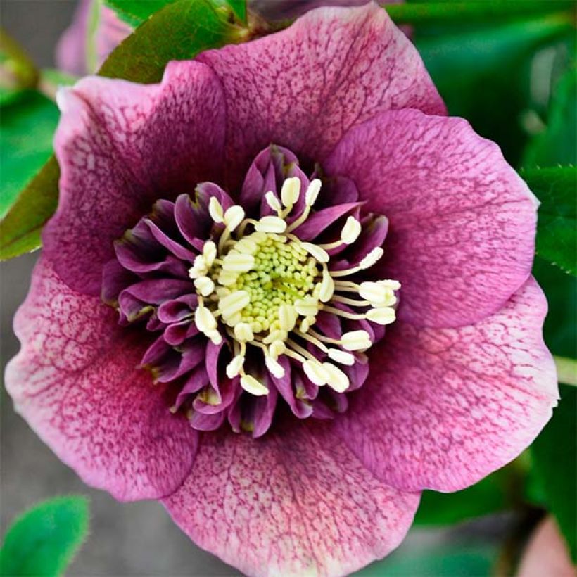 Helleborus Anemone Red - Elleboro (Fioritura)