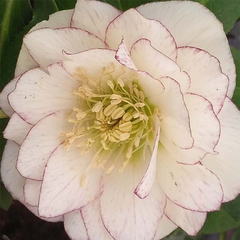 Helleborus Double White Red/Purple Edge - Elleboro (Fioritura)