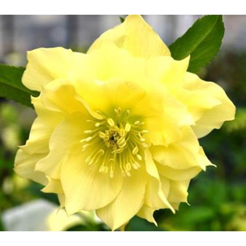 Helleborus Double Yellow - Elleboro (Fioritura)