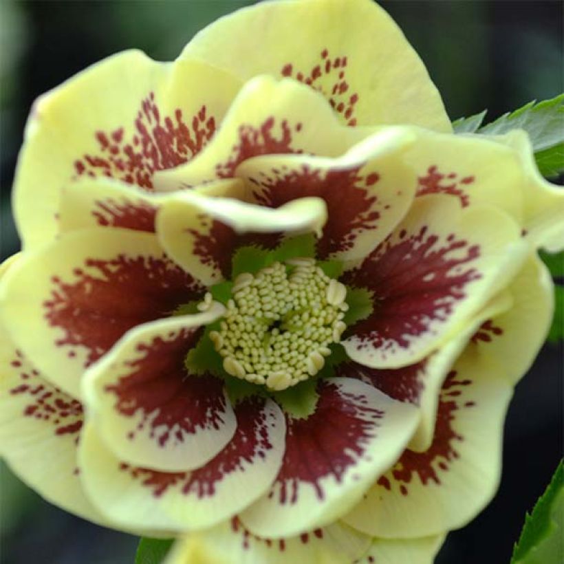 Helleborus Double Yellow Spotted - Elleboro (Fioritura)