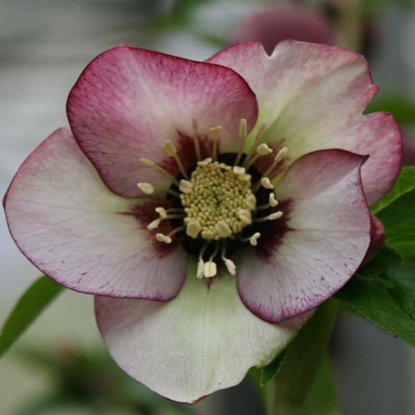 Helleborus Picotee - Elleboro (Fioritura)