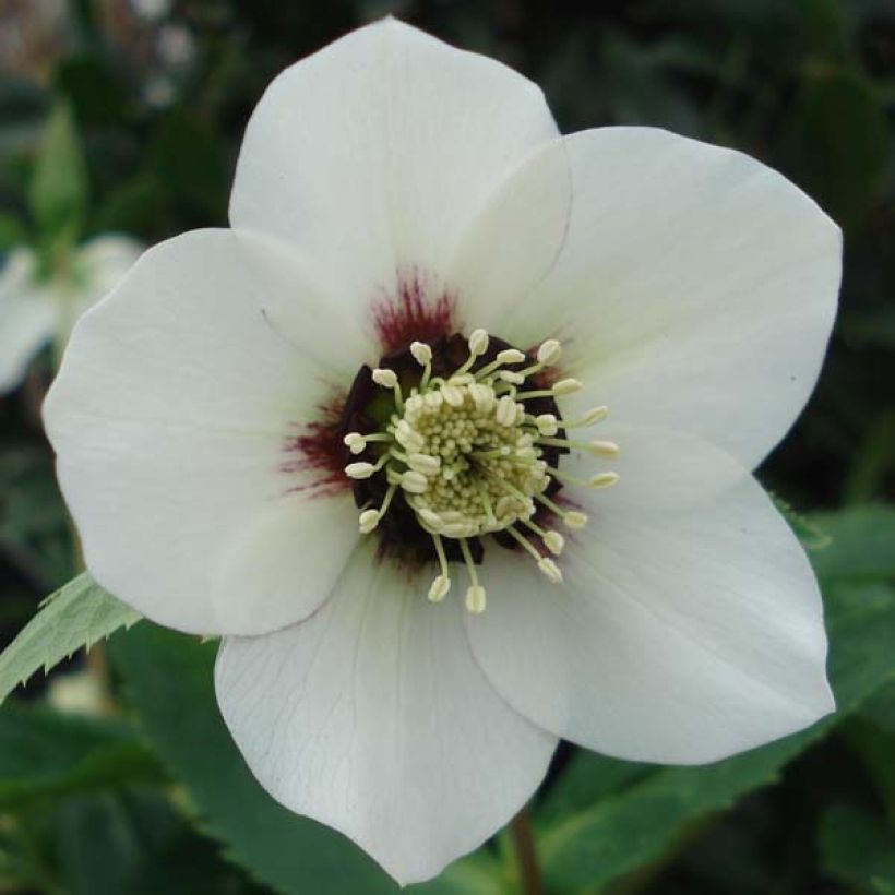 Helleborus White Red Center - Elleboro (Fioritura)