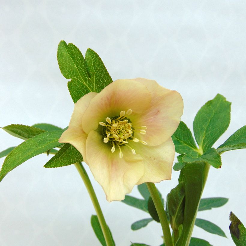 Helleborus Apricot - Elleboro (Fioritura)