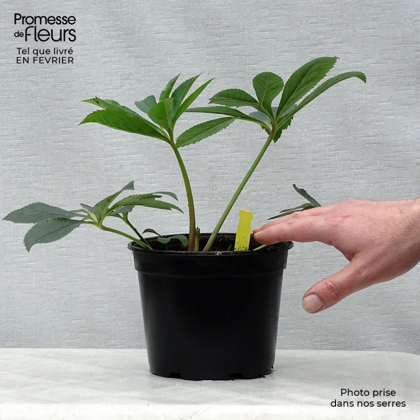 Hellébore orientale Abricot guttatus Pot de 2L/3L esemplare consegnato in inverno