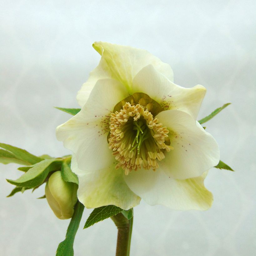 Helleborus Anemone White Spotted - Elleboro (Fioritura)