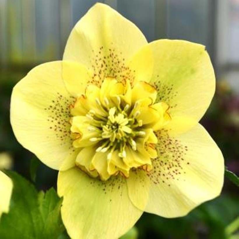 Helleborus Anemone Yellow Guttatus - Elleboro (Fioritura)