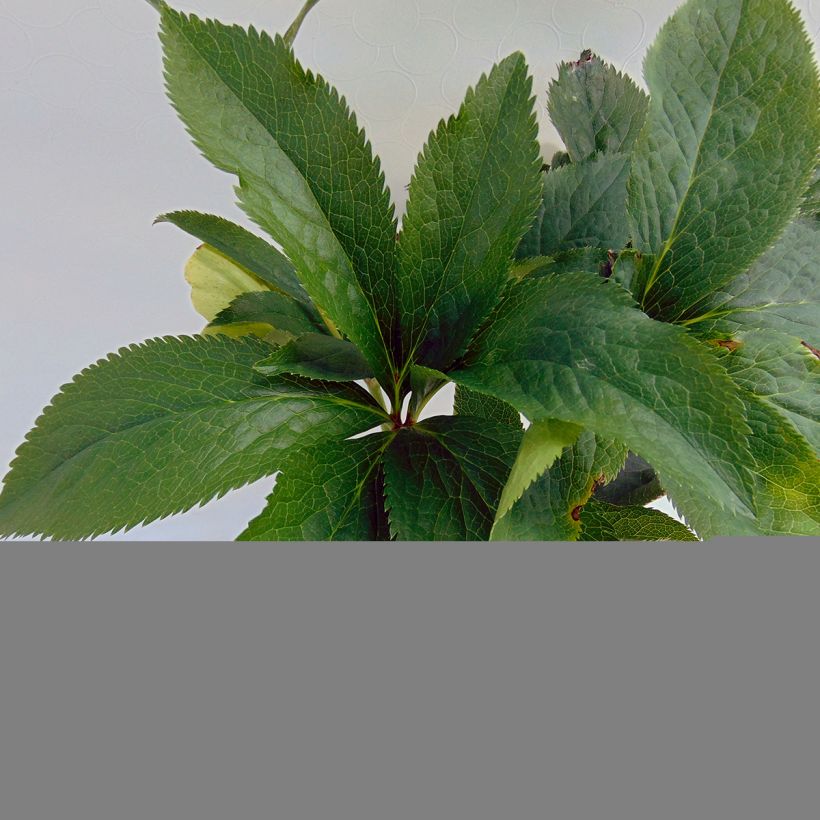 Helleborus Anemone Green - Elleboro (Fogliame)