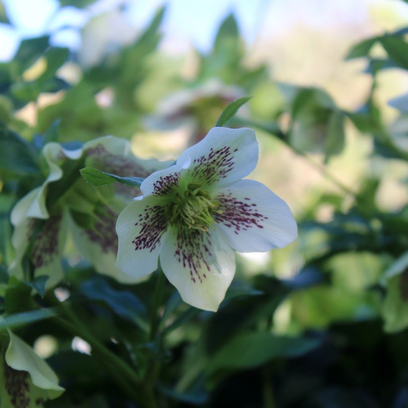 Helleborus White guttatus - Elleboro (Fioritura)