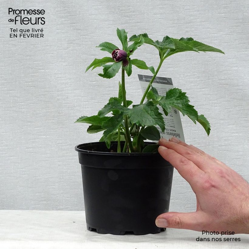 Hellébore orientale Double Aubergine liseré Blanc Pot de 2L/3L esemplare consegnato in inverno