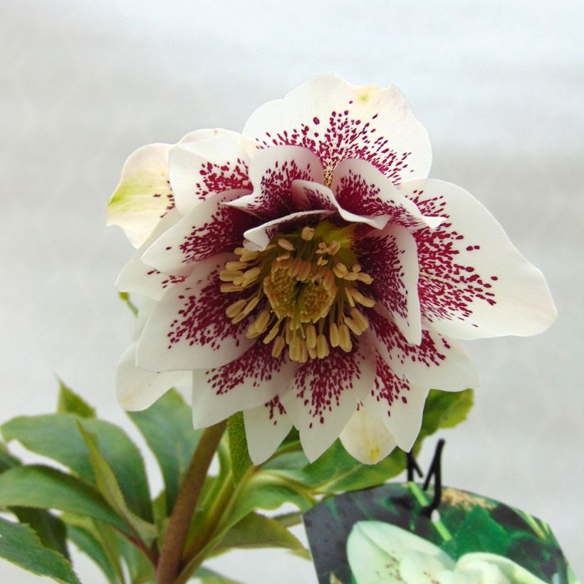 Helleborus Double White Spotted - Elleboro (Fioritura)