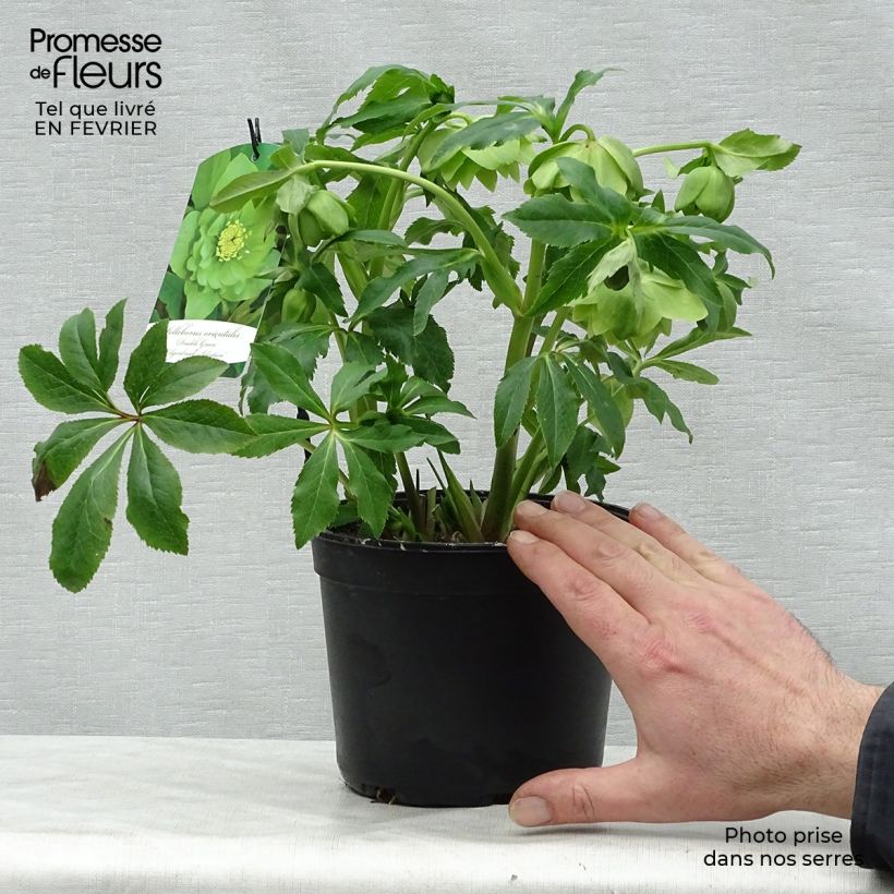 Hellébore orientale Double Vert pistache Pot de 2L/3L esemplare consegnato in inverno