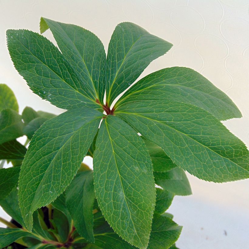 Helleborus Double Green Spotted - Elleboro (Fogliame)